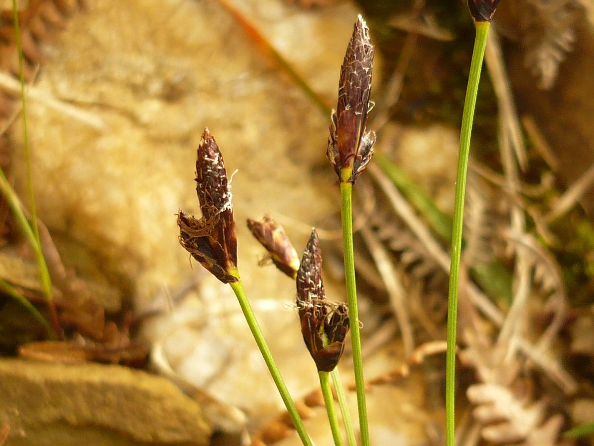 Carex montana (Cyperaceae)